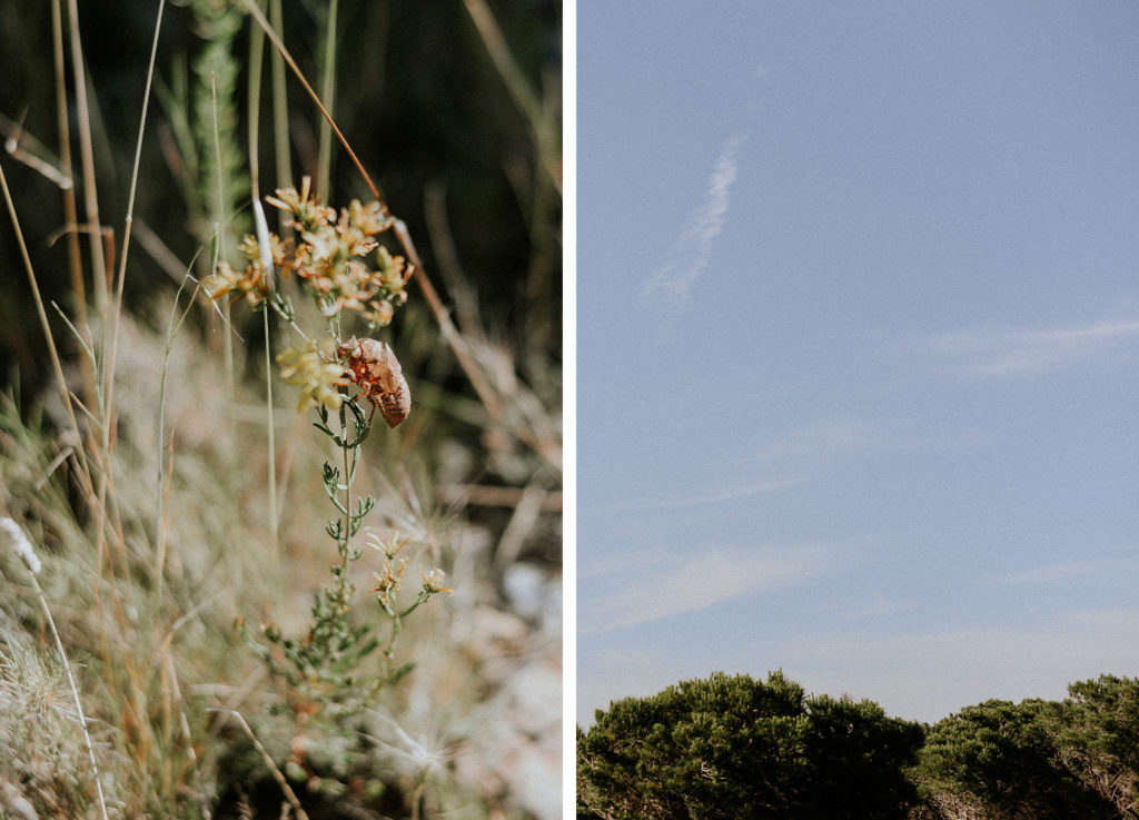 Un fleur et un paysage