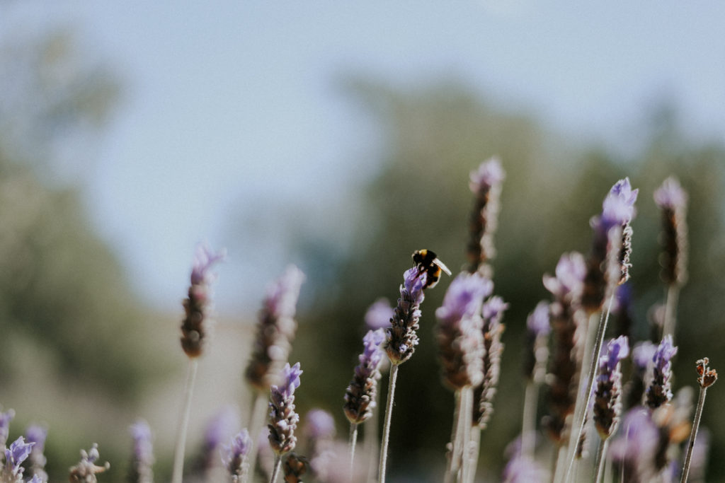 Petite abeille volant au dessus des lavandes