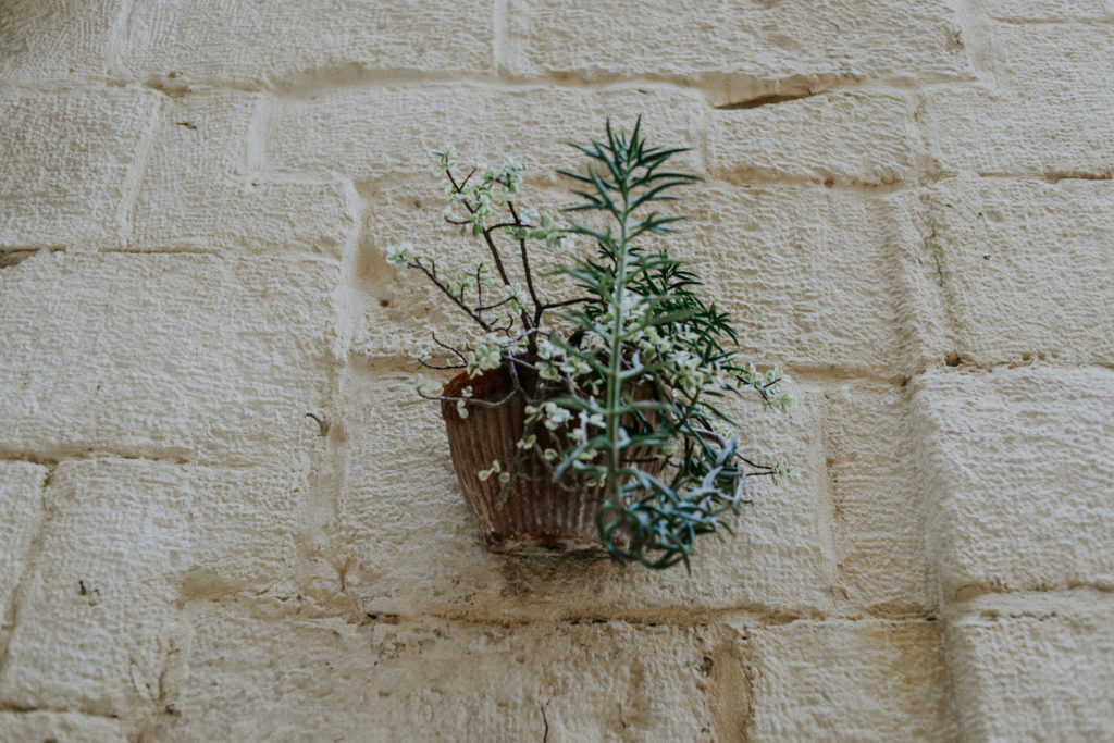 Plante accrochée à un mur